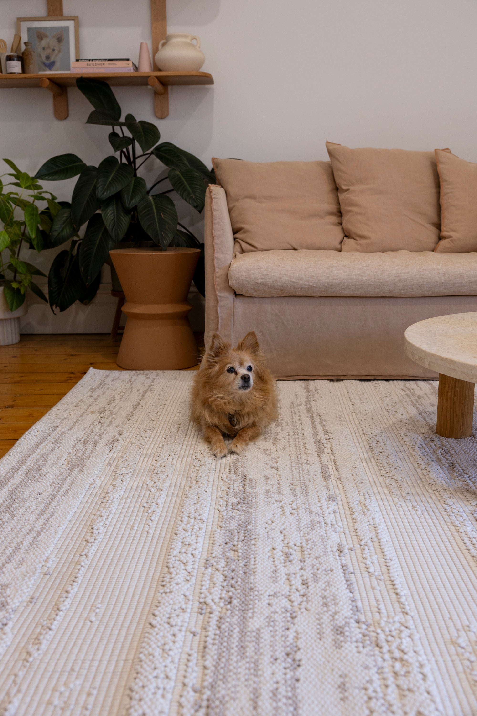 Dog sitting on Pebbles White Rug by Four Corners Rugs in a living room with a beige sofa and plant.