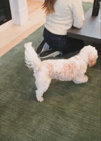 Texture Wool Green Rug Handmade Video in Living Room with Dog