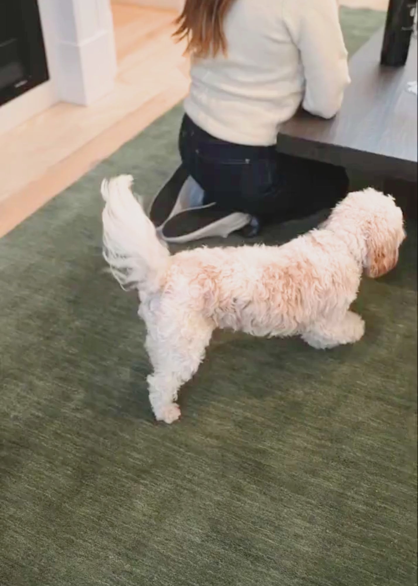 Texture Wool Green Rug Handmade Video in Living Room with Dog